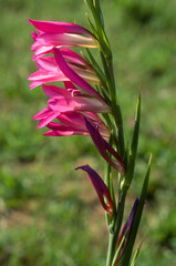 Glaieul sauvage, Gladiolus palustris