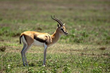 Gazelle de Thomson, Eudorcas thomsonii, Swala tomi, Parc National , Masai Mara, Kenya