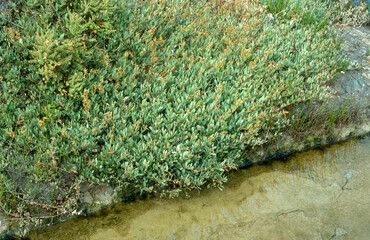 Obione, faux pourpier, Halimione portulacoides, Marais salants, Guerande, 44, Loire Atlantique, France