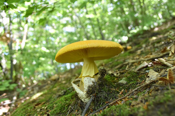 Caesar's mushroom (Amanita caesarea) grows in moss in the forest. Most delicious mushroom in the world