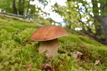 Boletus edulis. Edible mushroom boletus edulis known as penny bun in forest with blurred background