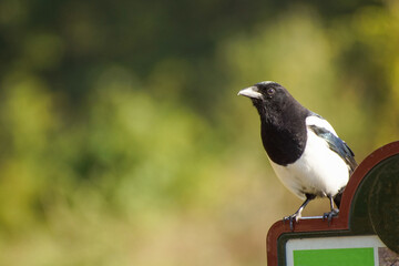 crow on the ground