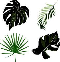 Fototapeta na wymiar Group of tropical leaves with green color and veining