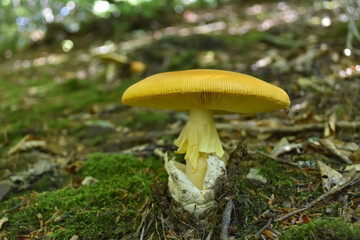 Caesar's mushroom (Amanita caesarea) grows in moss in the forest. Most delicious mushroom in the world