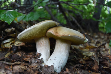 Boletus edulis. Edible mushroom boletus edulis known as penny bun in forest with blurred background
