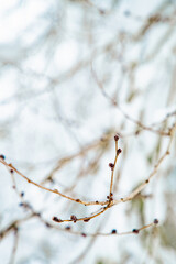 Obraz premium Gems of a Tree, background with snow