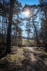 path in the woods