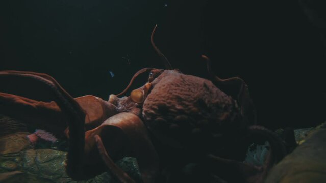 Red large octopus swims in dark water
