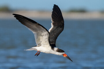 A black skimmer takes flight after having a morning bath along the Dunedin Causeway near Honeymoon Island State Park in Florida.