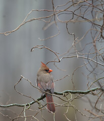 Female Northern Cardinal