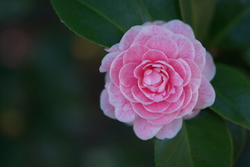 Pink petals of Camellia japonica flower blooming in spring garden, bokeh ground