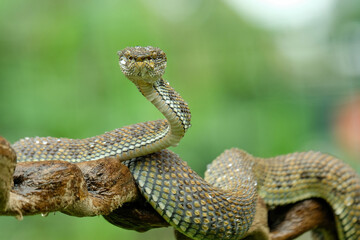Mangrove pit Viper closeup on branch