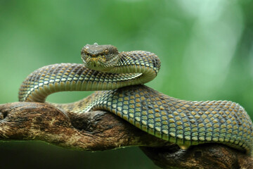 Mangrove pit Viper closeup on branch