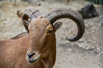 Portrait of barbary sheep