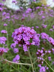 Obraz premium Purple flowers in the garden 