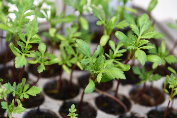 Fresh spring flower seedlings
