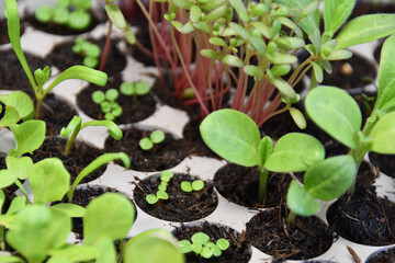 Fresh baby lettuce plants in spring 