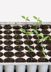 Tiny plants of tomato and chili in spring