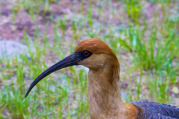black crowned crane