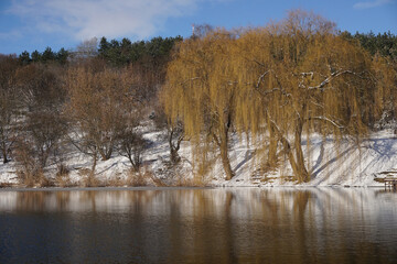 Willow trees on lake shore in winter city park