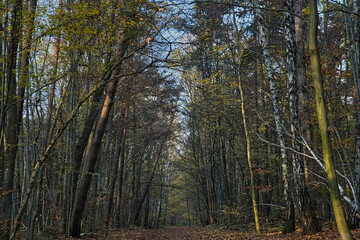 forest in autumn