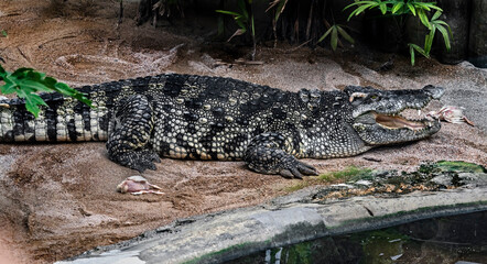 Siam crocodile near the pond. Latin name - Crocodylus siamensis	
