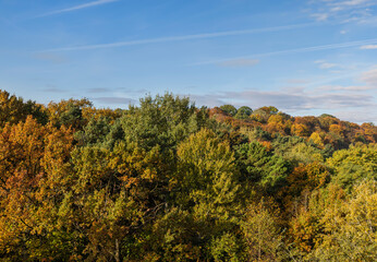 Fototapeta premium A forest with different trees in the autumn season