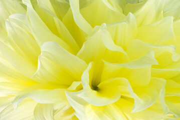 Obraz premium Flowers background.