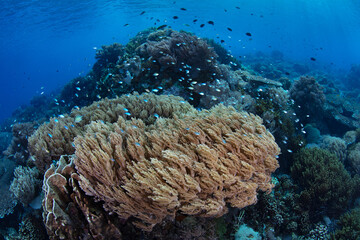 Fototapeta na wymiar A shallow, healthy reef composed of a variety of corals grows in Komodo National Park, Indonesia. This tropical region is part of the Coral Triangle due to its incredibly high marine biodiversity.