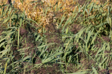 Green grass and swamp in the summer