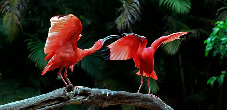 Two scarlet ibis vying for space on tree trunk. Brazil