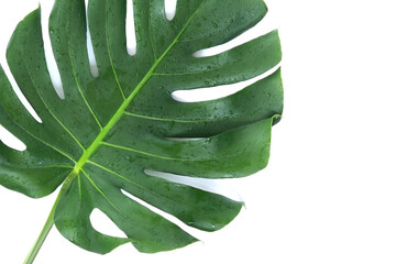 Wet monstera leaf on a white background, close up. Tropical green plant