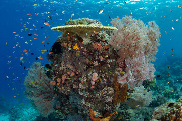 A healthy reef composed of a variety of corals and fish grows in Komodo National Park, Indonesia. This tropical region is part of the Coral Triangle due to its incredibly high marine biodiversity.