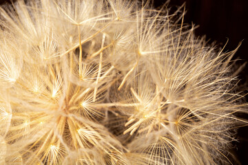 Ball of dry dandelion with seeds close up