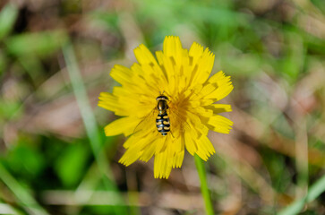 Margarita amarilla con una abeja sacando el polen 