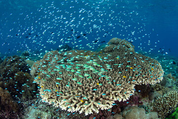 Naklejka na ściany i meble A school of Blue-green damselfish, Chromis viridis, hover over coral in Komodo National Park, Indonesia. This tropical region is part of the Coral Triangle due to its high marine biodiversity.