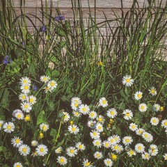 Gänseblümchen im Gras vor einer Holzwand