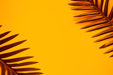 Palm leaf on a pink background.