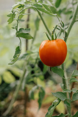 Ripe tomato in greenhouse. Organic cultivation. Gardening. Tomato harvest. Ecologically clean healthy vegetables without pesticide. Organic natural products. Close-up.