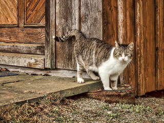 Katze posiert vor einer alten Holzhütte