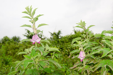 Sesamum indicum (Til) plant with flowers