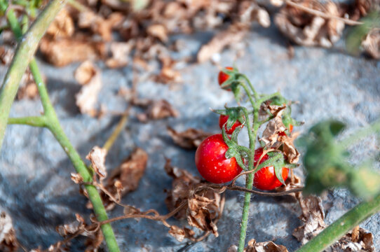 Solanum pimpinellifolium L.