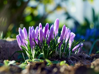 Stoff pro Meter Szafran - zwiastun wiosny © filozofgrecki
