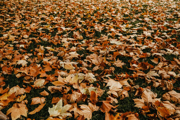 Yellow and orange leaves on green lawn. Natural ground, autumn background.