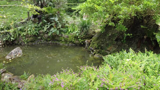 Long-tailed monkeys or crab-eating macaques enjoying a pond in the forest in George Town, Malaysia. This species of monkey is often seen in forests, mangroves, and even in urban regions.