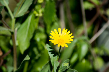 Diente de león floreciendo en invierno, bajo el sol. 