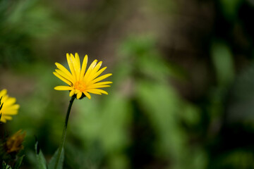 Diente de león floreciendo en invierno, bajo el sol. 