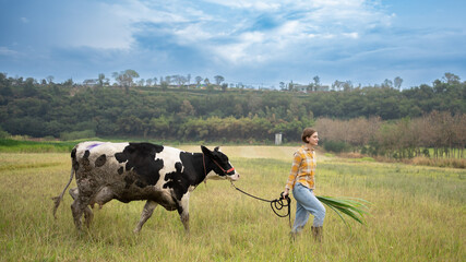 Young adult woman farmer walks in natural grass field with her cow at sunset. Small agribusiness...