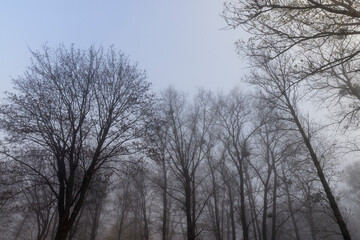 Bare deciduous trees in the autumn season in cloudy weather
