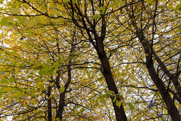 Autumn foliage on trees in Europe